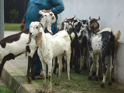 Livelihoods hit as strays kill 55 goats in Kanchipuram village