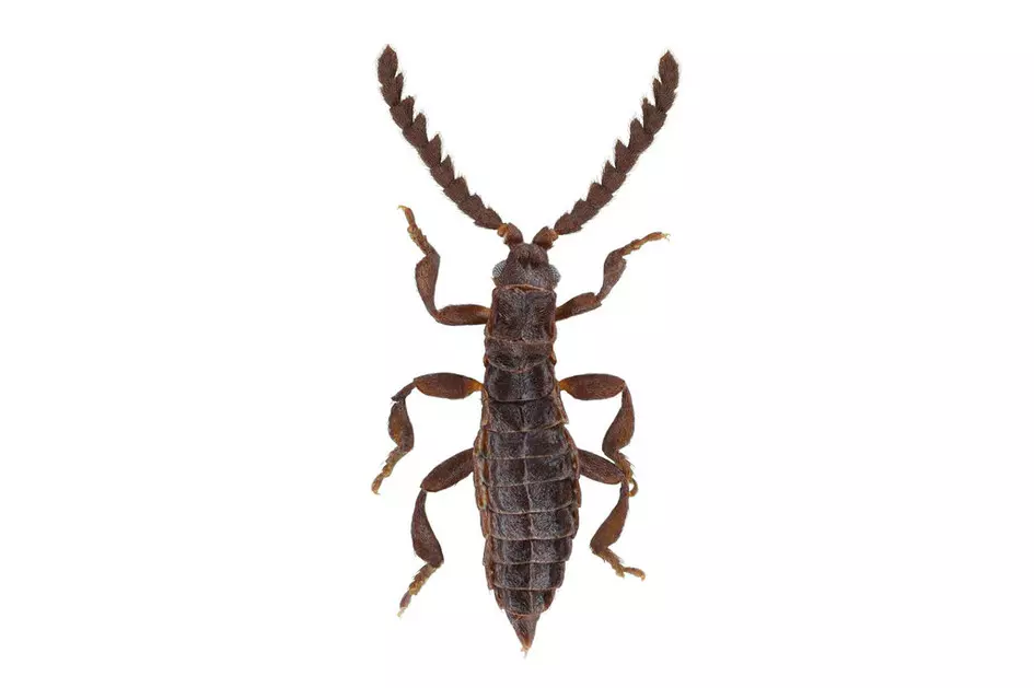 Evolutionary mystery: Missing wings on an ‘alien’ beetle pose doubts Evolutionary mystery: Missing wings on an ‘alien’ beetle pose doubts
