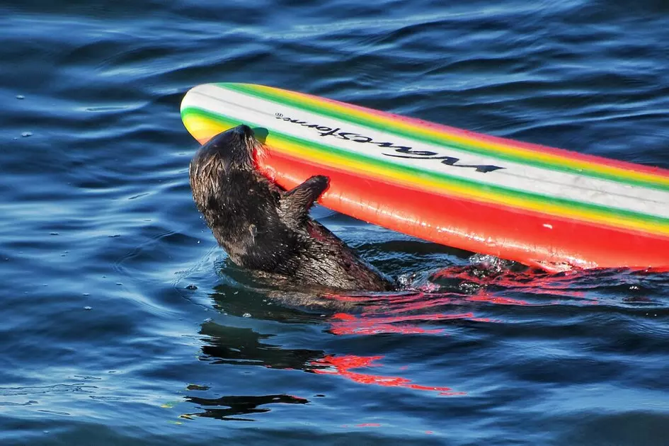 Longboard larceny: She steals surfboards by the seashore. She’s a sea otter Longboard larceny: She steals surfboards by the seashore. She’s a sea otter