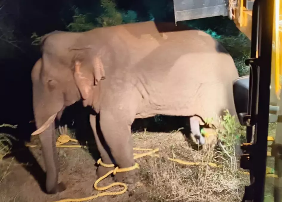 Crop-raiding ‘Kattaiyan’ captured, translocated to Kadambur hills