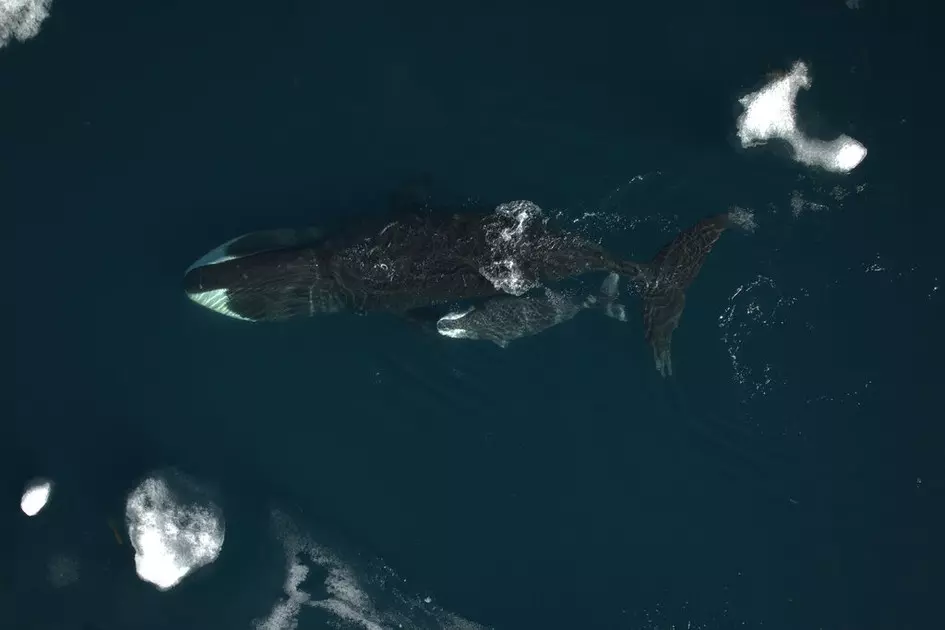 Mammal matters Prize for longest pregnancy may go to this whale