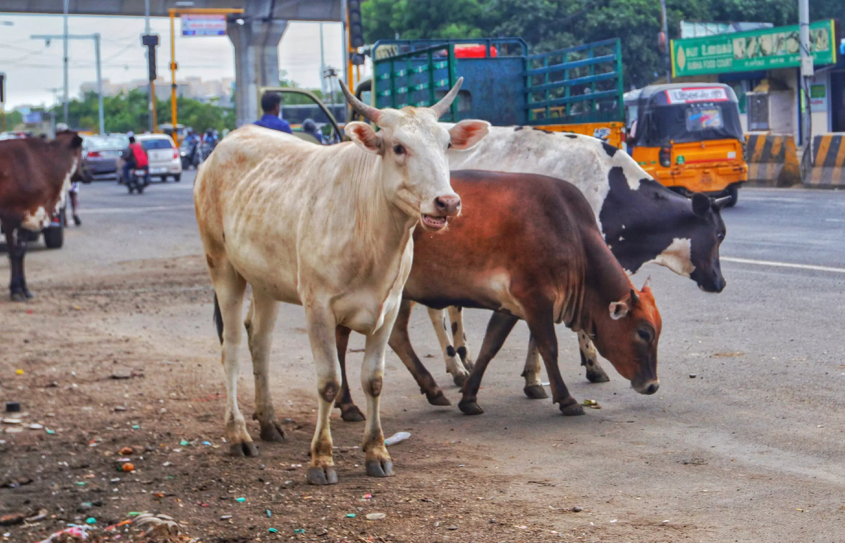 Chennai Corporation calls for volunteers to manage cattle sheds; pet licensing sees sharp uptick Chennai Corporation calls for volunteers to manage cattle sheds; pet licensing sees sharp uptick
