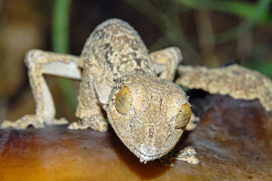 Wild subterfuge: Camouflage lets gecko masquerade as another species