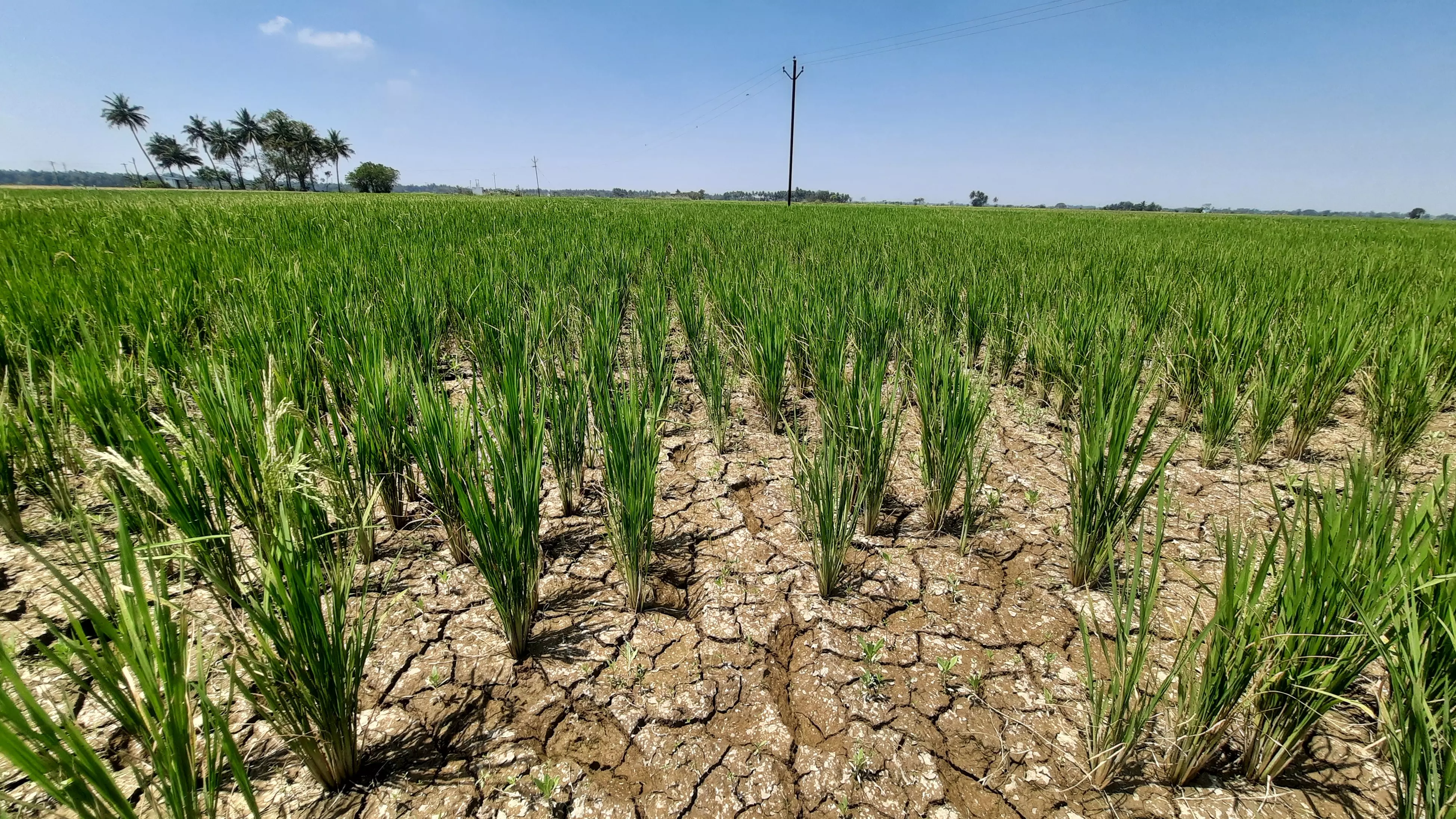 Ryots unhappy with compensation for kuruvai loss Ryots unhappy with compensation for kuruvai loss