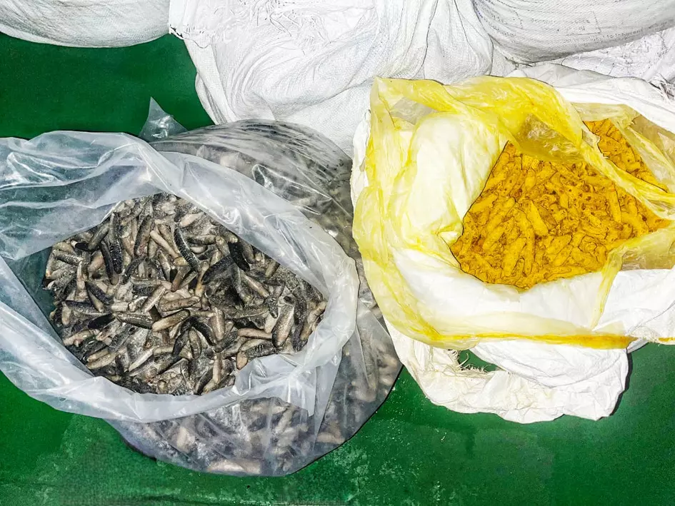 4 SL boats with 330 kg sea cucumber, 594 kg turmeric seized by ICG; 8 held 4 SL boats with 330 kg sea cucumber, 594 kg turmeric seized by ICG; 8 held