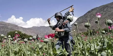 UN drug experts say opium production has levelled off in Myanmar, but instability may trigger rise UN drug experts say opium production has levelled off in Myanmar, but instability may trigger rise