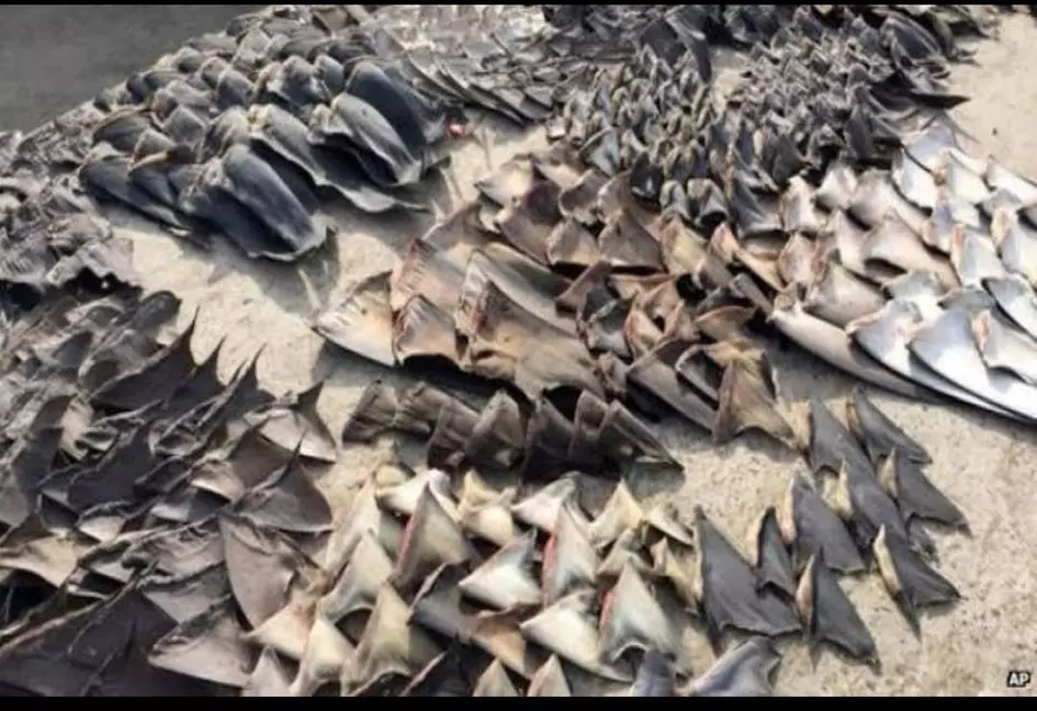 24-kg shark fins worth Rs 12 L to be smuggled to S’pore seized at airport