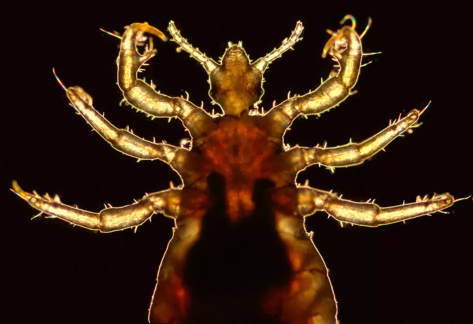 Tick marks the spot: Lice genes offer clues to ancient human history