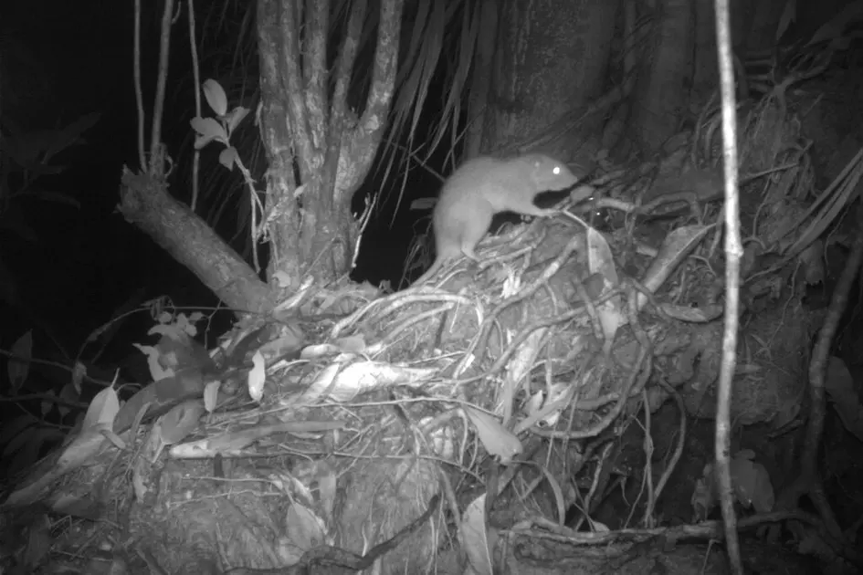 Back from the dead: Rare giant rat photographed alive for first time Back from the dead: Rare giant rat photographed alive for first time