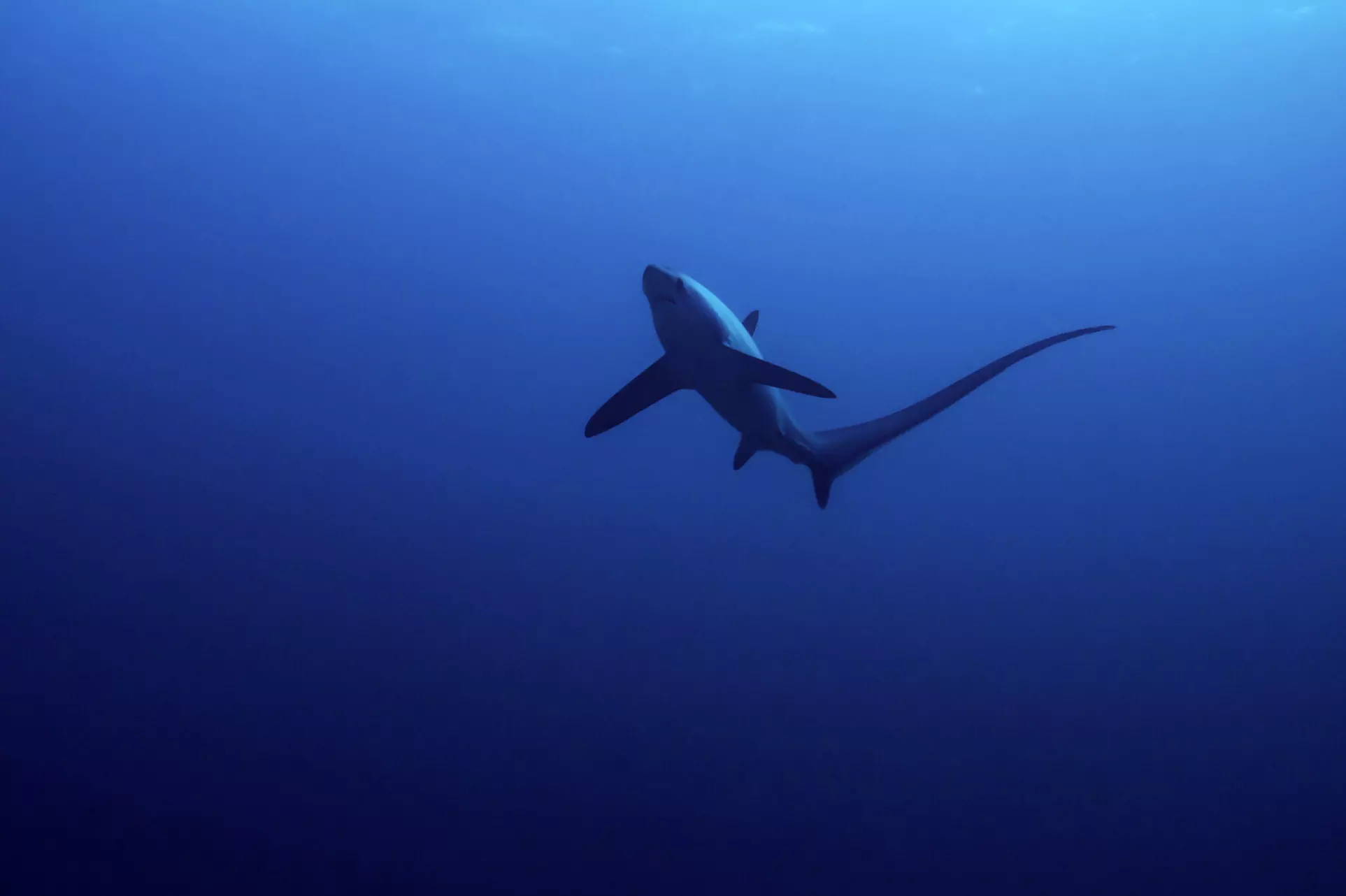 Deep Science: Fear the tails, not the jaws, of these ‘weirdo’ sharks Deep Science: Fear the tails, not the jaws, of these ‘weirdo’ sharks