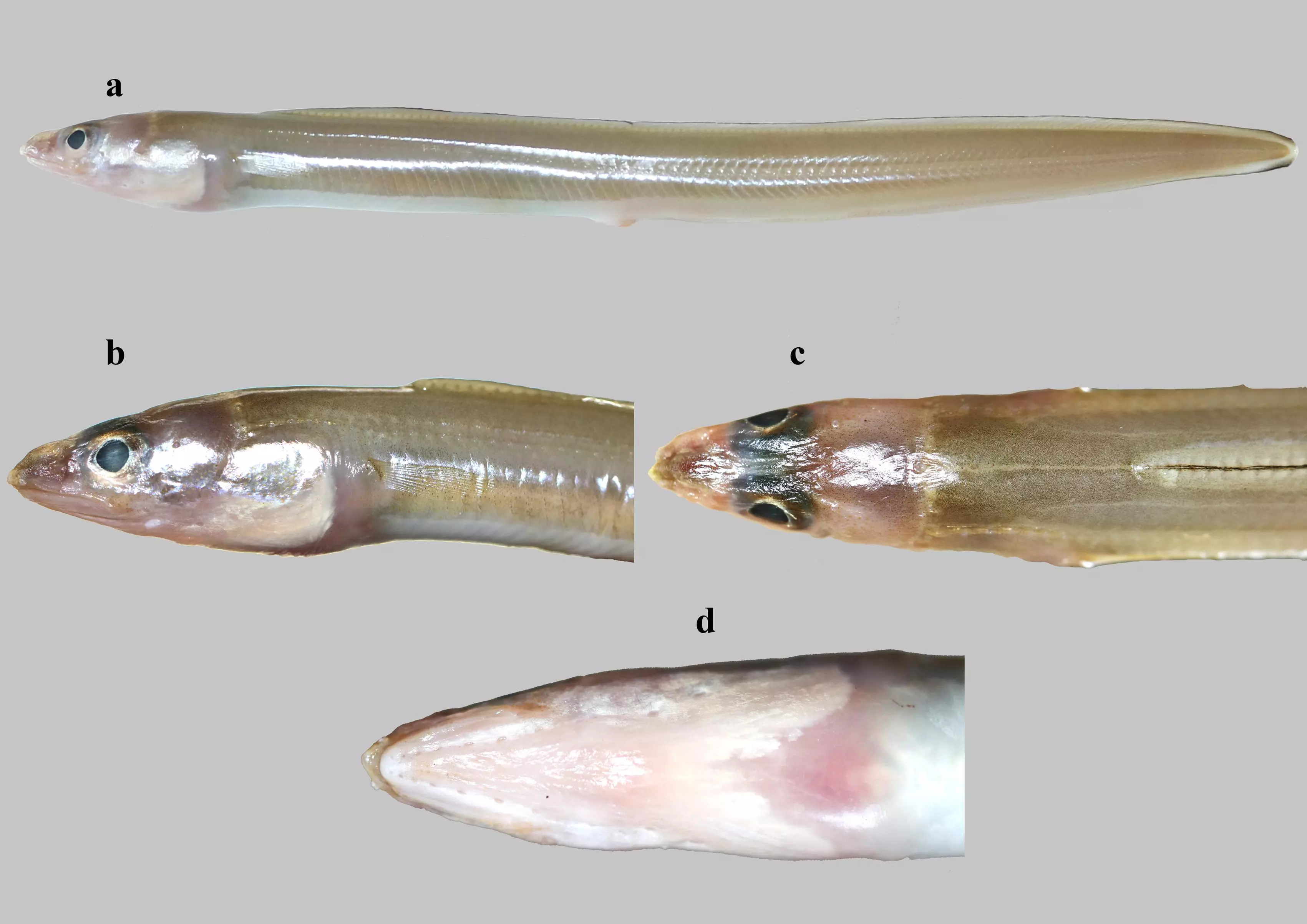 New eel species found in Gulf of Mannar and Kochi coast