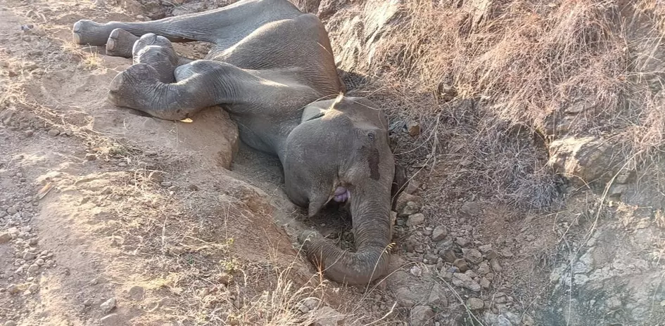Elephant dies of electrocution in Anthiyur forest