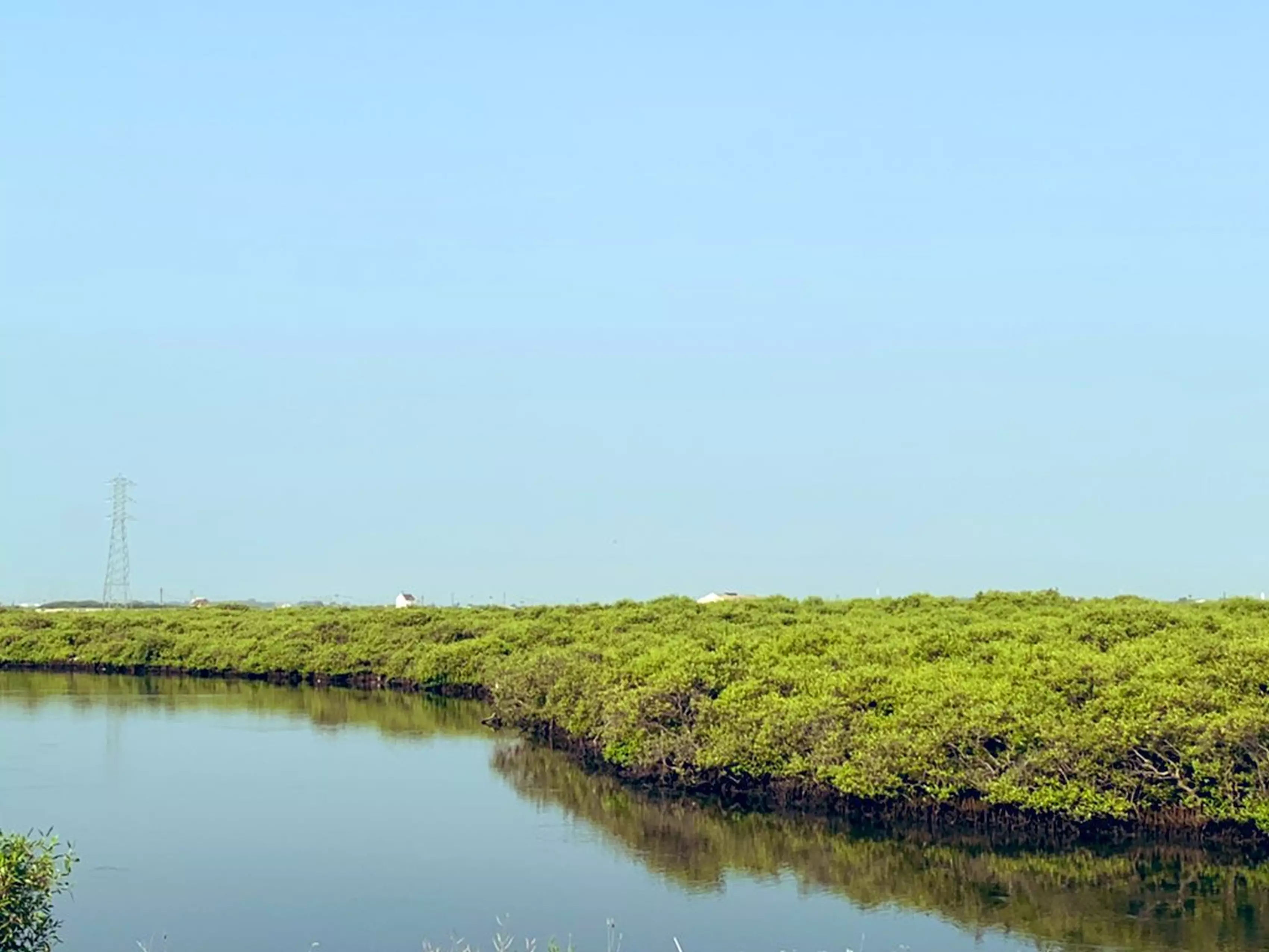 TNs mangrove cover doubled in 3 years, green belt raised in Chennais Adyar Estuary: Official TNs mangrove cover doubled in 3 years, green belt raised in Chennais Adyar Estuary: Official