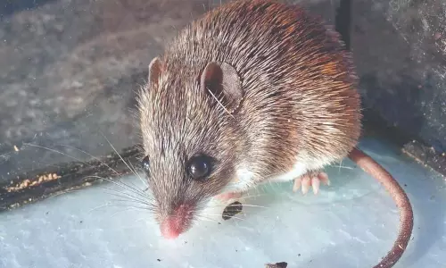 Quite a Tail: A mouse has been hiding its armour all this time