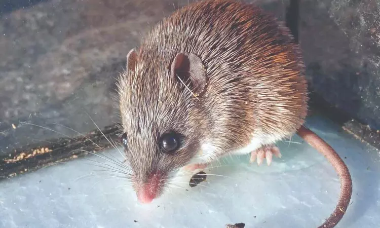 Quite a Tail: A mouse has been hiding its armour all this time