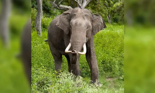 Rogue elephant relocated from Kerala forest reaches TN; to be tranquilised