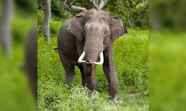 Rogue elephant relocated from Kerala forest reaches TN; to be tranquilised
