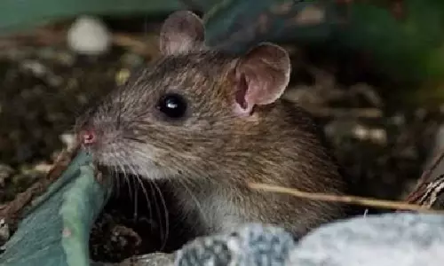 Gene therapy effectively restores hearing in mouse Gene therapy effectively restores hearing in mouse