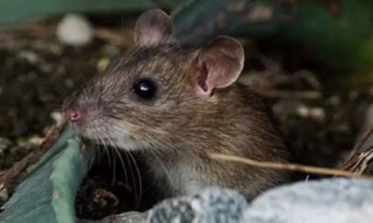 Gene therapy effectively restores hearing in mouse Gene therapy effectively restores hearing in mouse