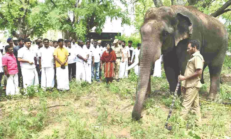Tusker Arikomban in Megamalai reserve now, says Min Mathiventhan