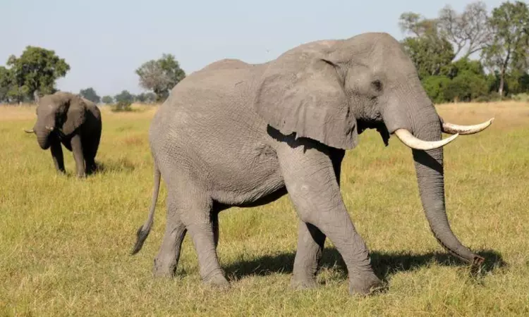 Theni man attacked by rogue tusker Arikomban dies