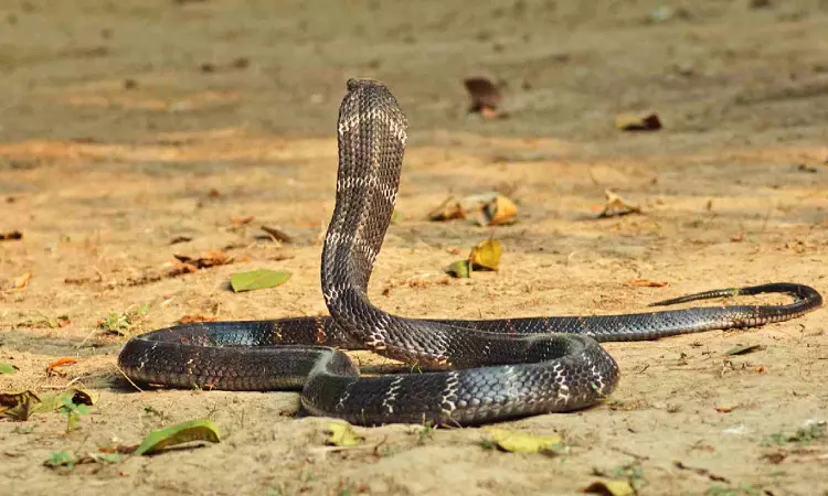Cobra rescued from under-construction building