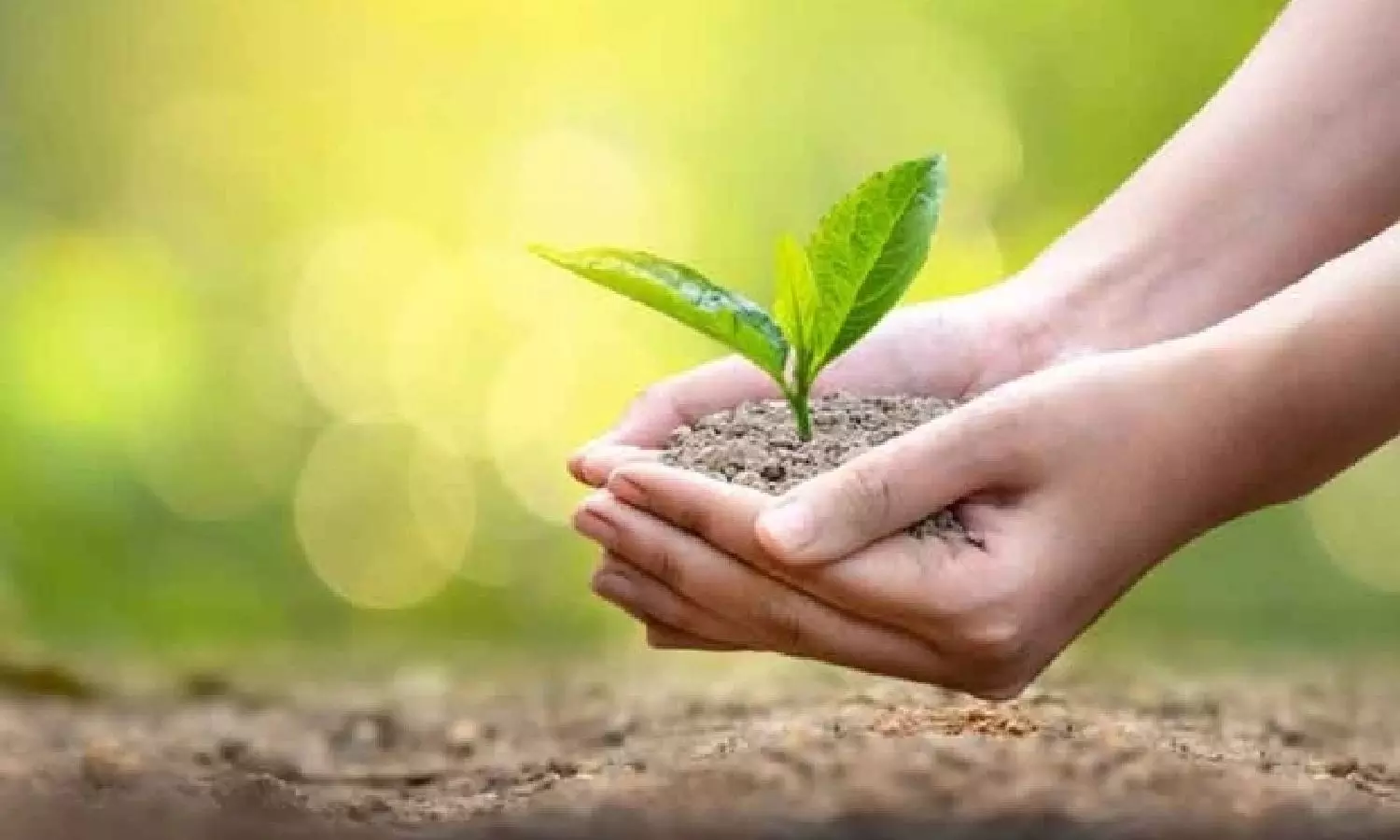 This Chennai hospital will plant a sapling for every newborn
