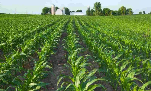 Brand KPN in deal worth Rs 800 cr with Westbridge