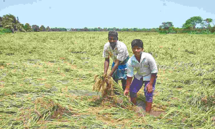 Rains spoil paddy in over 600 acres