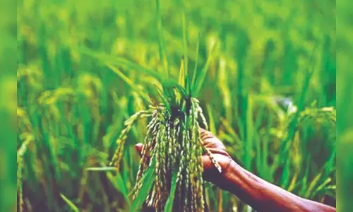 Pulses hike fine, but fulfil promise of doubling income