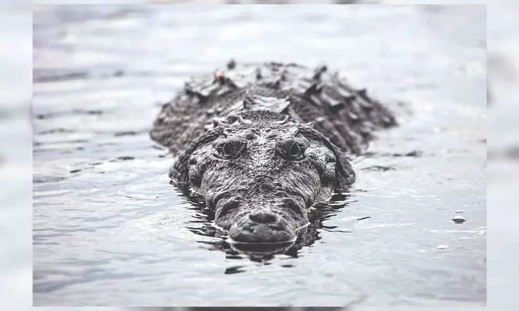 Brave new frontier: Scientists discover a virgin birth in a crocodile Brave new frontier: Scientists discover a virgin birth in a crocodile