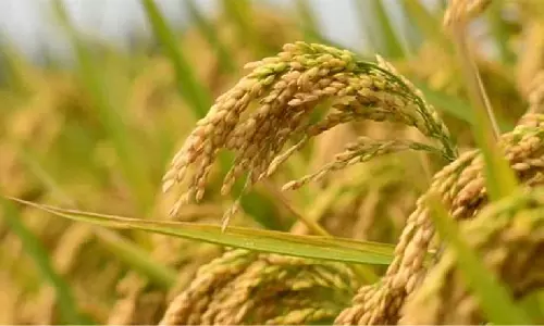 Paddy MSP hike by Rs 143, farmers fear a cut in state incentive