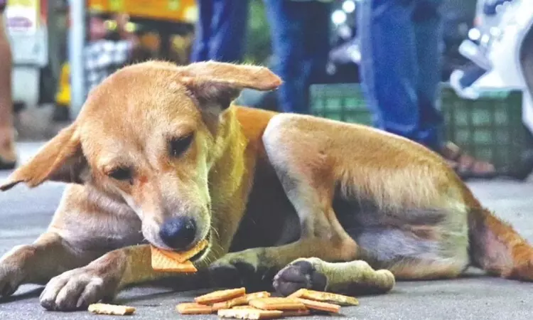 At least 40K pets are expected to get license from GCC At least 40K pets are expected to get license from GCC