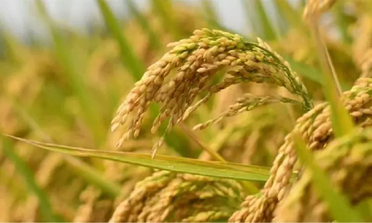 Paddy MSP hike by Rs 143, farmers fear a cut in state incentive