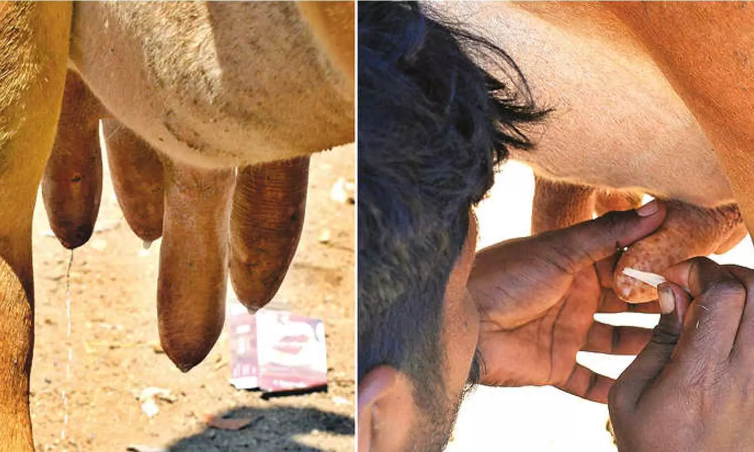 Adhesive used to stop leaking teat of cow at shandy market in Poigai Adhesive used to stop leaking teat of cow at shandy market in Poigai