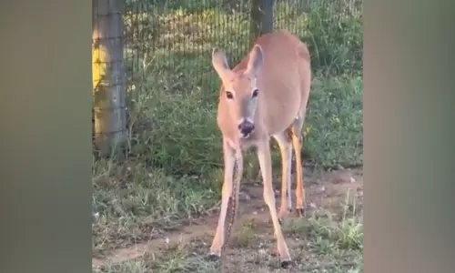 Watch: A deer consuming snake