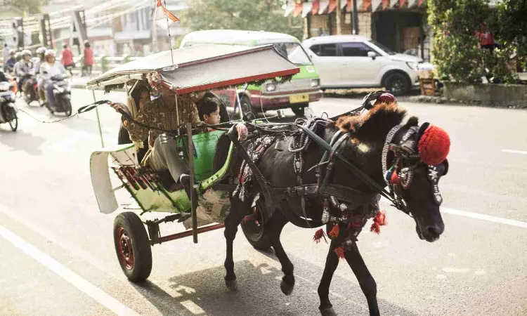 Horse diapers keep Gaza streets clean Horse diapers keep Gaza streets clean