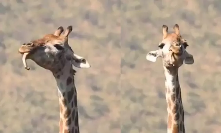 Herbivores are not vegan anymore. Do they feed on bones now?