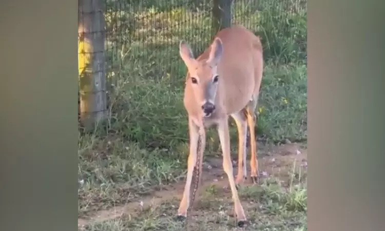 Watch: A deer consuming snake