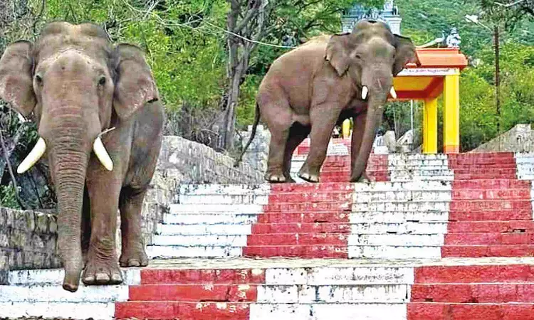 Jumbo brings traffic to halt on ghat road