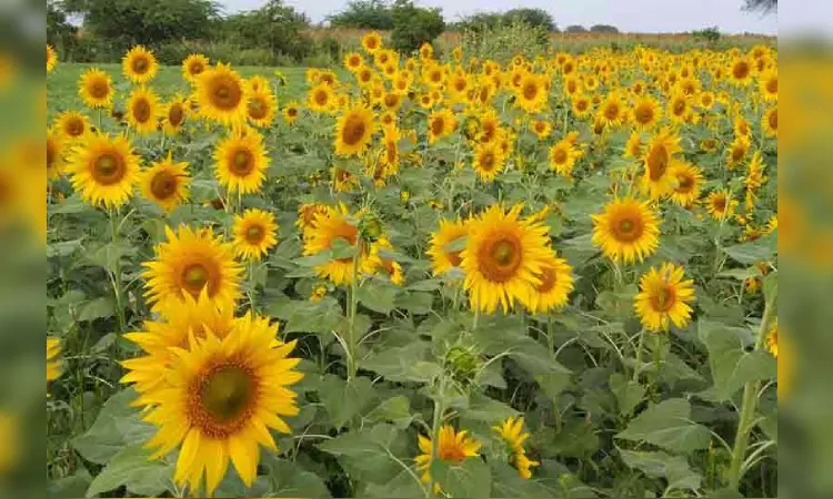 Govt slashes import duty on soyabean, sunflower oils