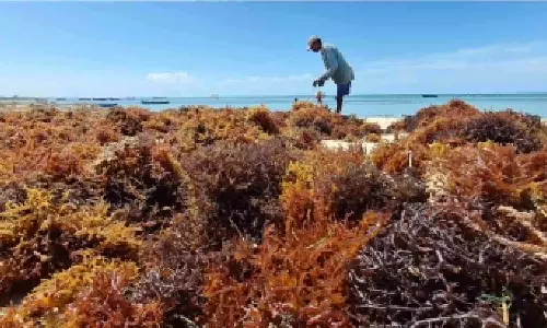 Nutraceuticals products market in India to touch $18 million in 2025