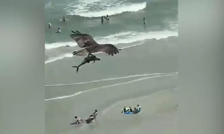 Watch: Eagle found its prey! A shark Watch: Eagle found its prey! A shark
