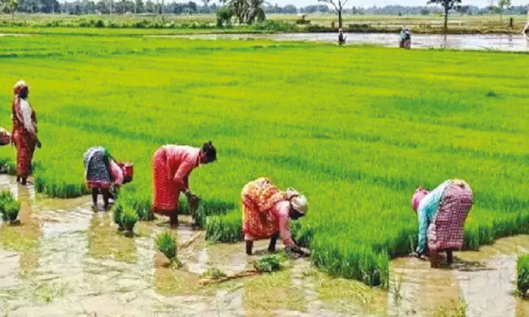 Bumper Kuravai cultivation on cards Bumper Kuravai cultivation on cards