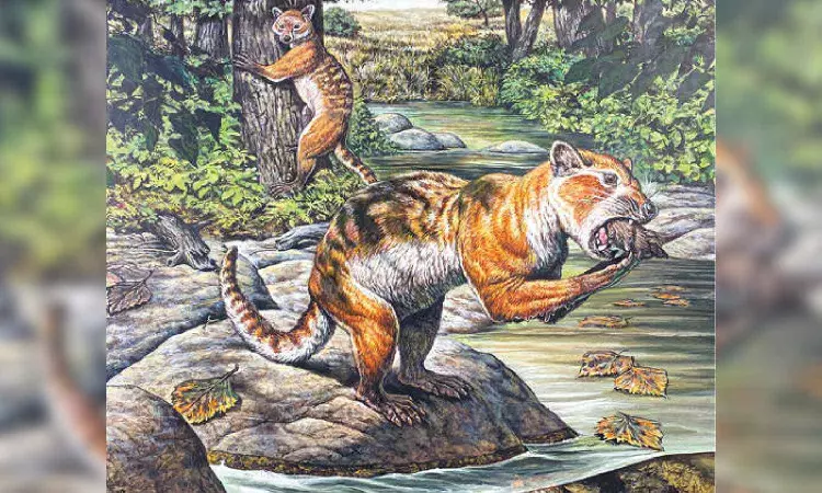 Bear that looked like a raccoon, had a lethal appetite Bear that looked like a raccoon, had a lethal appetite