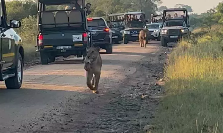 Watch: Mumma Lion always has your back; Purest form of love Watch: Mumma Lion always has your back; Purest form of love