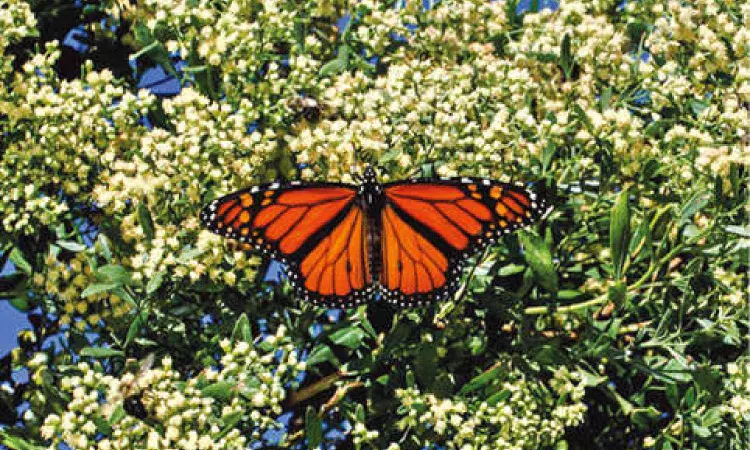 Secret in spots on the monarch butterflies’ wings Secret in spots on the monarch butterflies’ wings