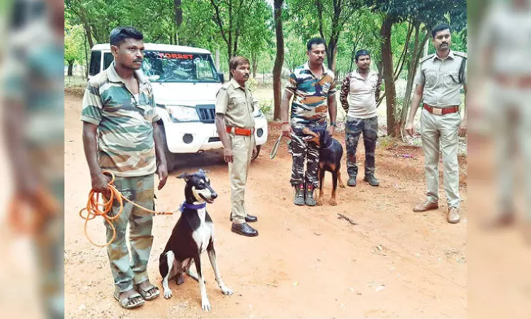 Forest personnel tracking injured elephant Bahubali Forest personnel tracking injured elephant Bahubali