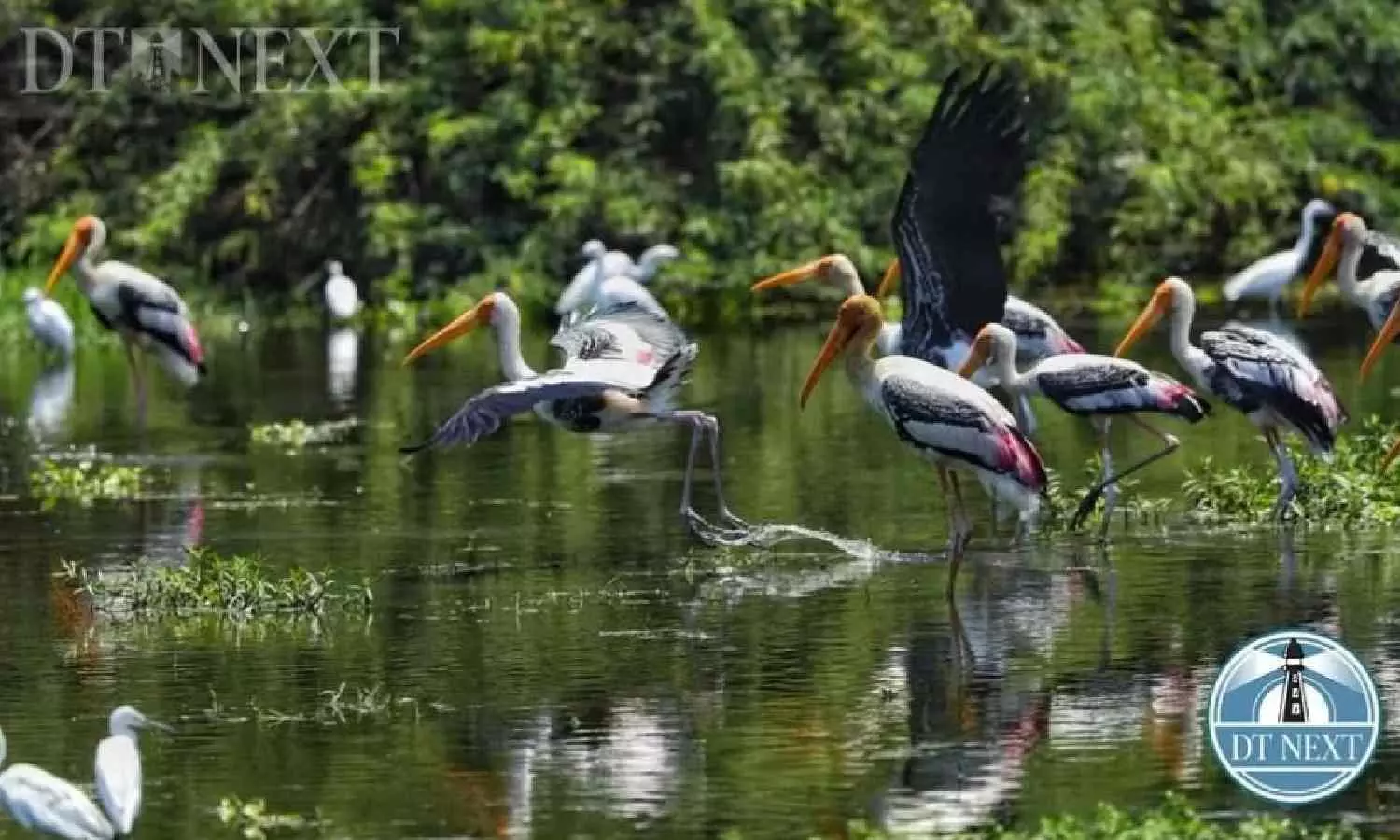 State Bird Authority constituted to conserve bird species