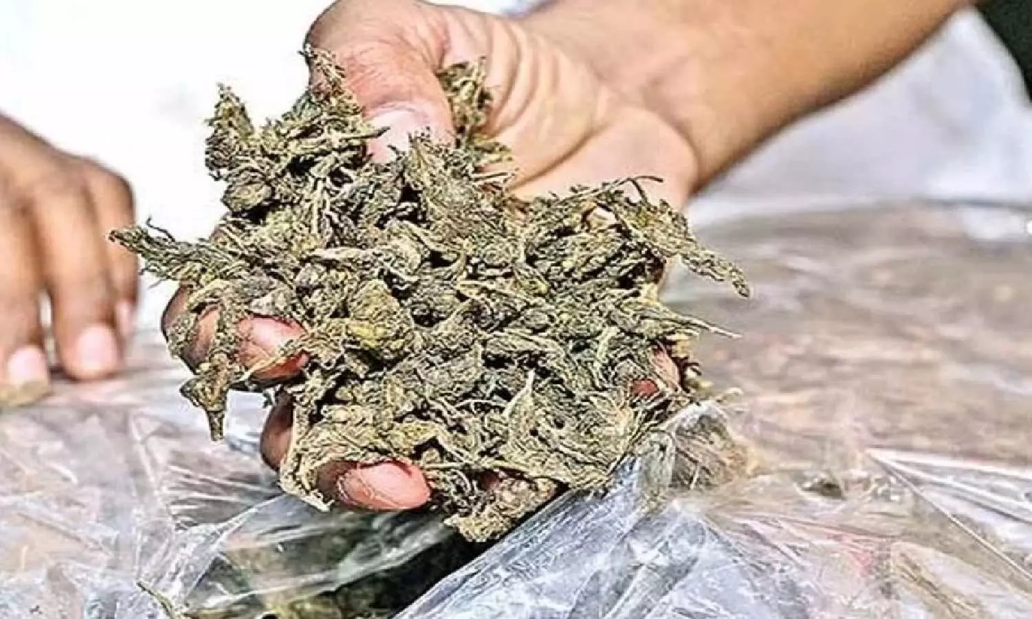 14 kg first-quality hydroponic ganja from Thailand seized at Chennai airport 14 kg first-quality hydroponic ganja from Thailand seized at Chennai airport